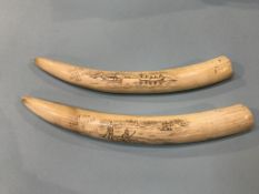 Two scrimshaw walrus tusks, 35cm and 33cm approx. long