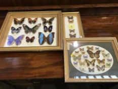 Three sets of cased butterflies