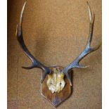 Mounted pair of antlers 43 cm span