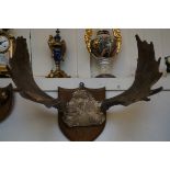 Mounted antlers