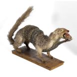 Vintage taxidermy mongoose and cobra