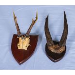 Two mounted horns