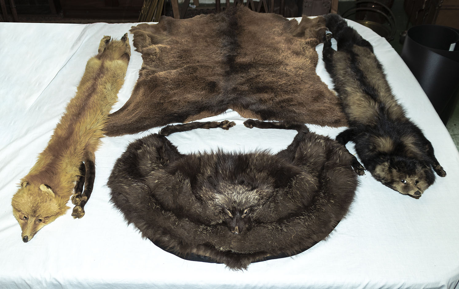 Three fox stoles and a pelt