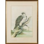 A framed watercolour of a bird of prey 42cm x 28cm unsigned