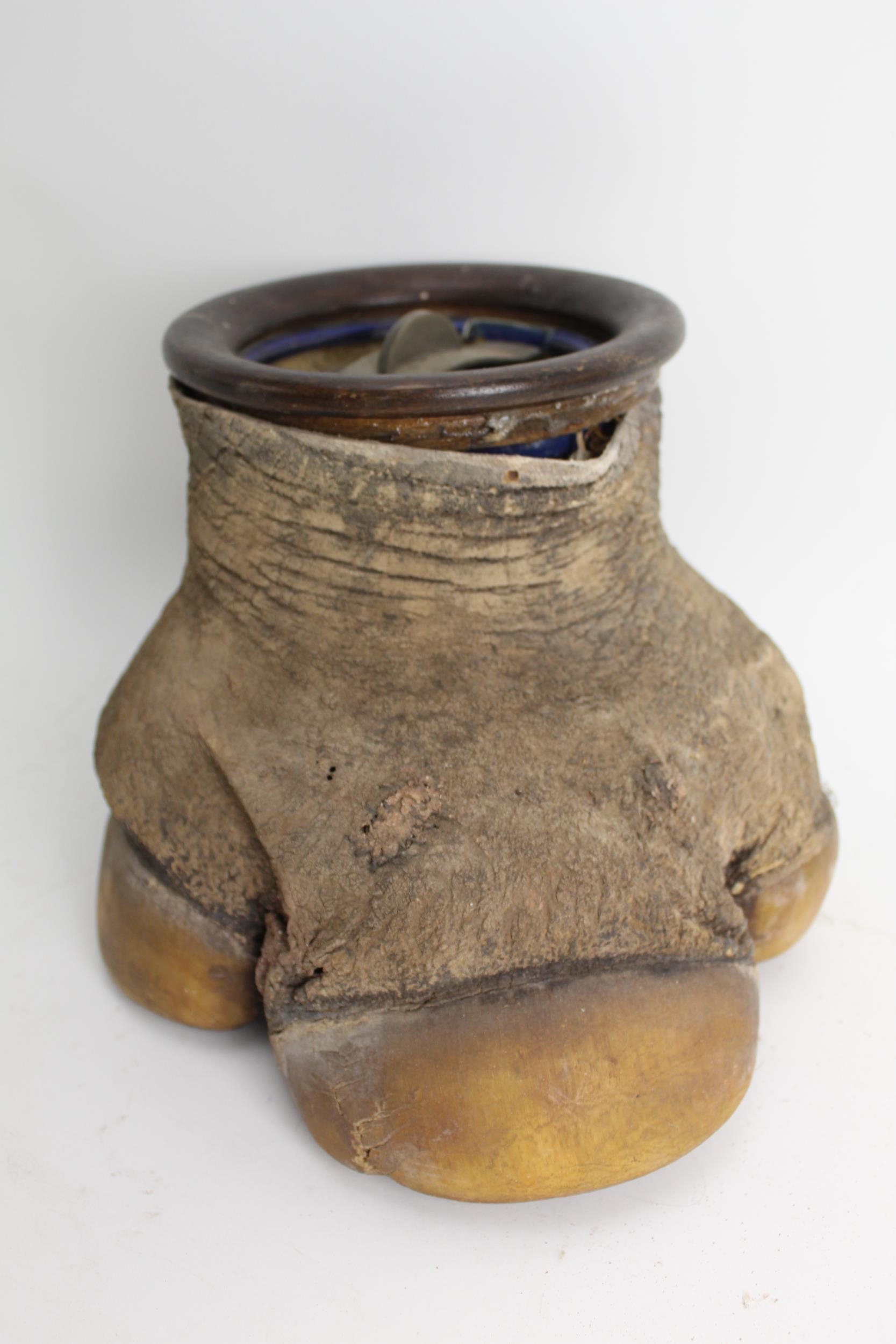 Taxidermy: An early 20th century rhinoceros foot, the centre holding a tobacco jar