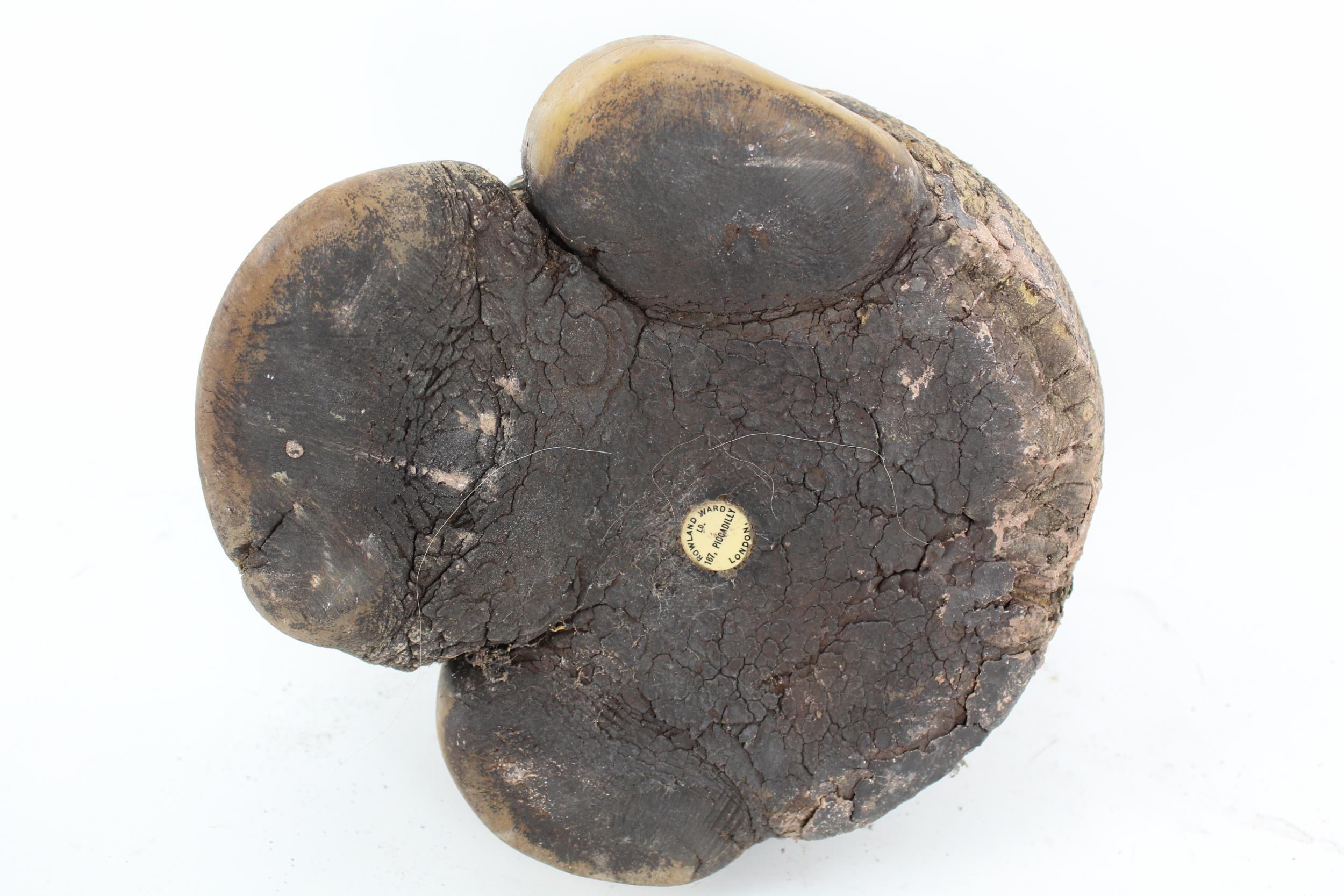 Taxidermy: An early 20th century rhinoceros foot, the centre holding a tobacco jar - Image 6 of 6