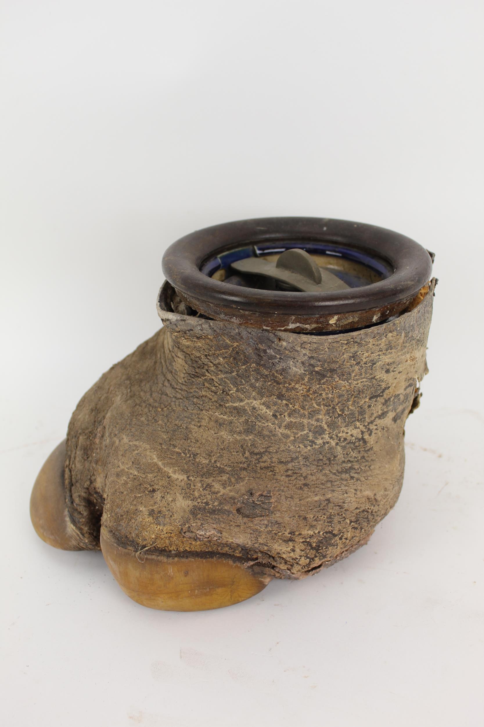 Taxidermy: An early 20th century rhinoceros foot, the centre holding a tobacco jar - Image 4 of 6