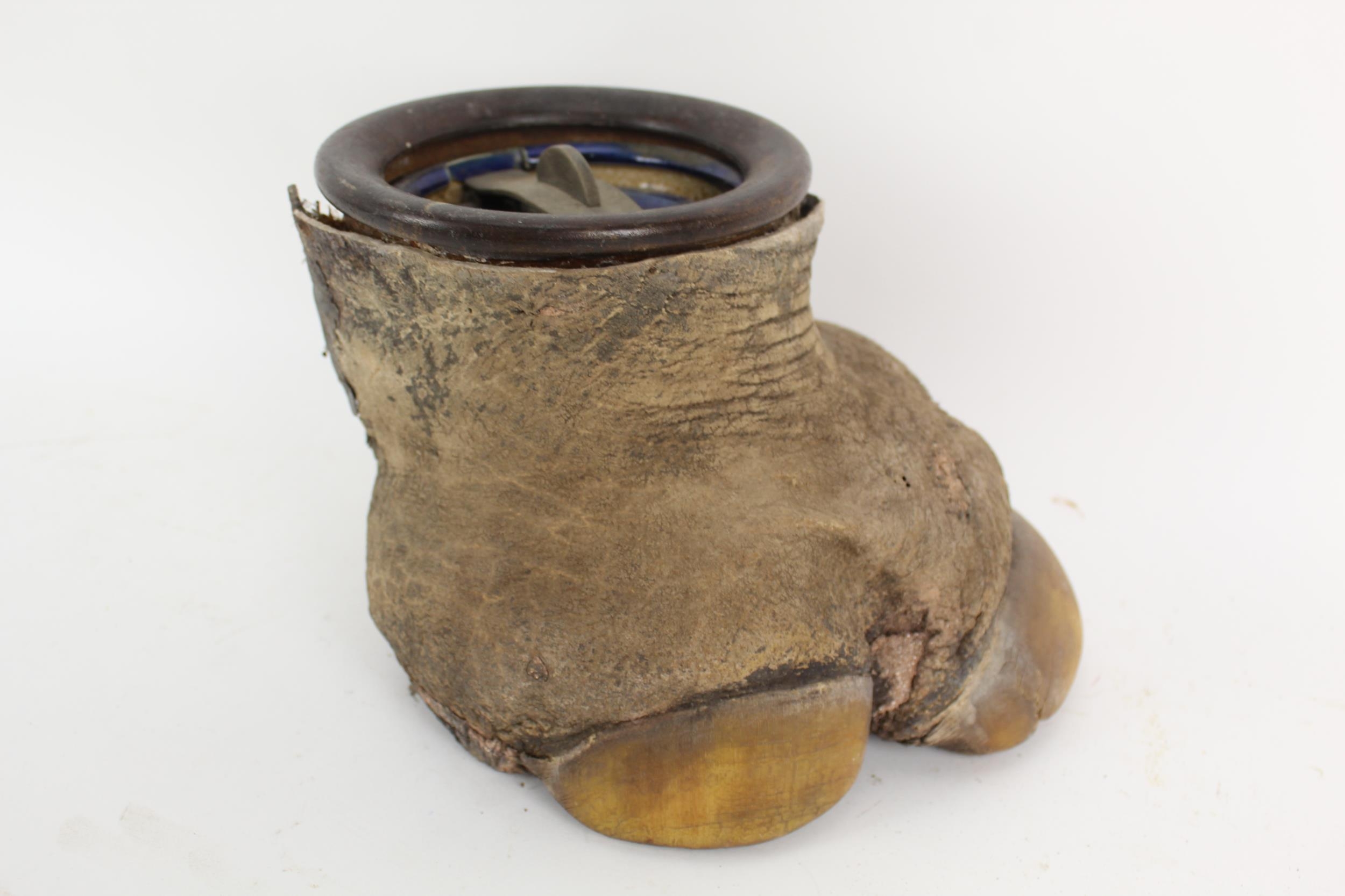 Taxidermy: An early 20th century rhinoceros foot, the centre holding a tobacco jar - Image 2 of 6