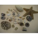 A quantity of fossils and shells to include a starfish and a razor shell Location: