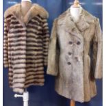 A late 20th Century racoon striped ladies coat together with a mid 20th Century gent's marmot coat