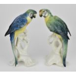 A pair of Karl Ens (1802-1865) glazed porcelain macaw parrots, each sat on a white glazed pierced