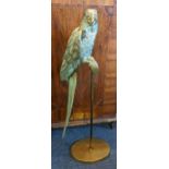 A mid 20th Century brass statue of a parrot raised on an oval base, 81cm H x 26cm W. Location:RWB