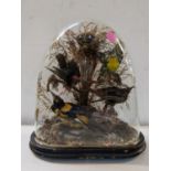 A Victorian taxidermy display of four birds under a glass dome, 33.5cm h x 30cm w Location: