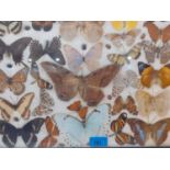 A mounted and framed ménage of vintage butterflies, Location: 2:3