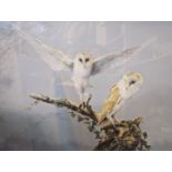 A limited edition signed print of Spencer Hodge 'barn owls, framed and glazed, 73.5cm x 81.2cm,