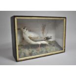 A Cased Taxidermy Study of a Seagull on Naturalistic Base, 43x14.5x37cms High