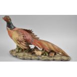 A Large Capodimonte Limited Edition Study of a Cock Pheasant, 650/1000, 40cm Long