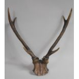 A Pair of Three Point Trophy Antlers, 56cm high