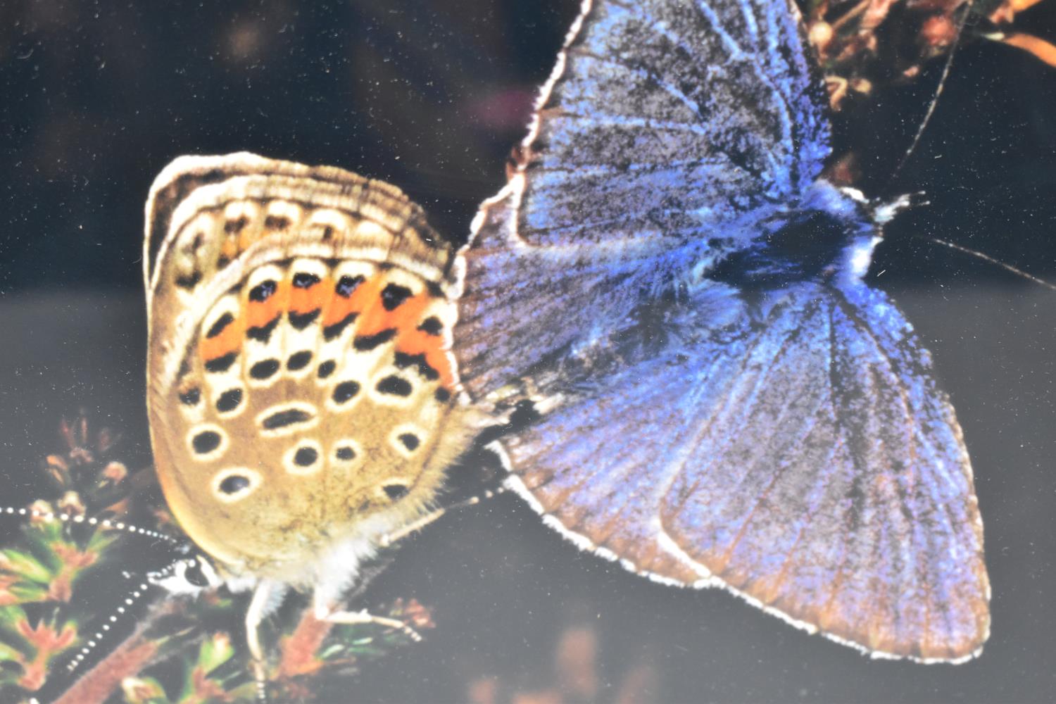 A Framed Photograph of Butterflies, 29x28cm - Bild 2 aus 2