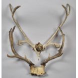 Two Pairs of Trophy Antlers