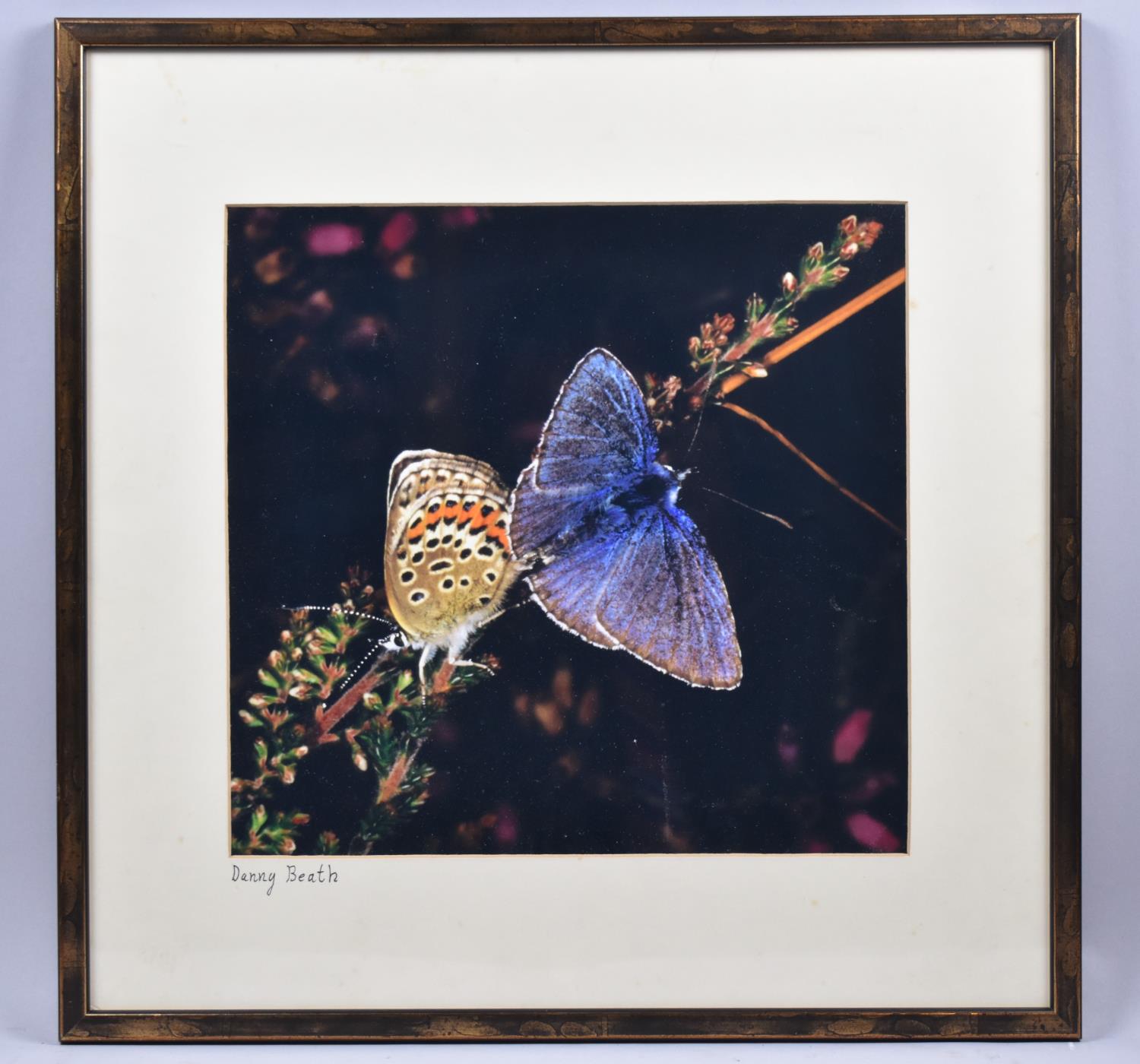 A Framed Photograph of Butterflies, 29x28cm