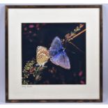 A Framed Photograph of Butterflies, 29x28cm