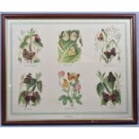 A Framed Butterfly Print, 52x41cm