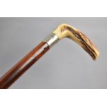 A Vintage Bone Handled Malacca Walking Cane with Crop Top, 85cm Long