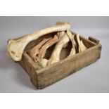 A Vintage Wooden Box Containing Camel Bones