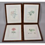 A Set of Four Limited Edition Botanic Prints From the Natural History Museum, Each 32x21cm