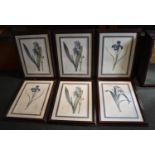 A Set of Six Mahogany Framed Modern Botanic Prints, Each 60x34cm
