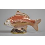 A Royal Crown Derby Paperweight, Gold Carp with Silver Button