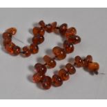 A Sting of Large Disc Shaped Amber Beads, Largest 2.3x1.5cm, 48cm Long