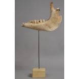 A Museum Style Mounted Camel Jaw Bone, 48cm high