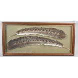 A Framed Pair of Great Argus Pheasant Feathers, 59x27cm Overall