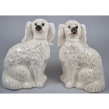 A Pair of 19th Century White Glazed Staffordshire Seated Spaniels, Glass Eyes, 33cm high