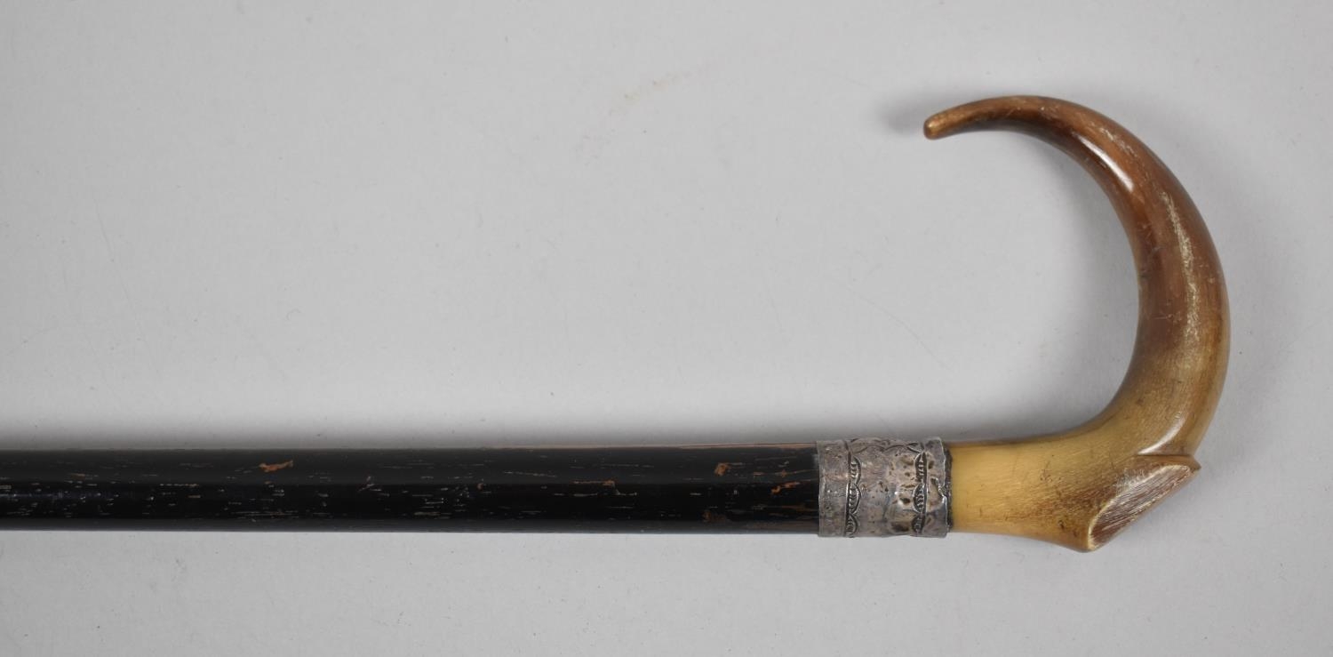 A Horn Handled Ebonised Walking Cane with Silver Band