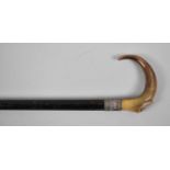 A Horn Handled Ebonised Walking Cane with Silver Band