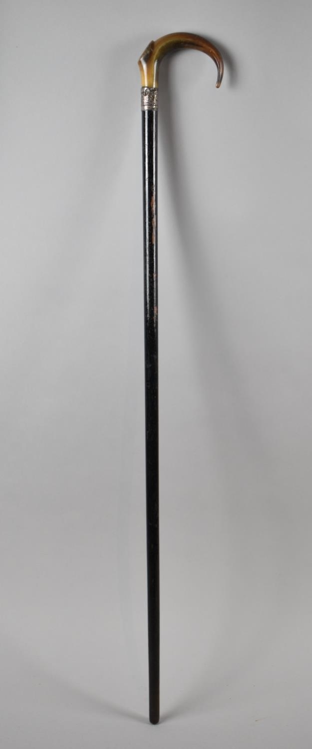 A Horn Handled Ebonised Walking Cane with Silver Band - Image 2 of 2