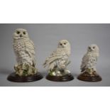 A Country Artists Snowy Owl, CA399, Snowy Owl CA395 and Snowy Owl CA847