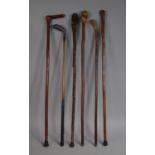 A Collection of Five Vintage Walking Sticks and a RNG Hickory Shafted Golf Putter