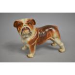 A Reproduction Cold Painted Cast Iron Door Stop in the Form of a Bulldog, 19cms Long