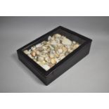 A Late 19th Century Glazed Ebonized Display case Containing a Collection of Sea Shells,