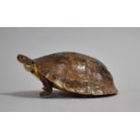 A Taxidermy Study of a Turtle, 16cms Long