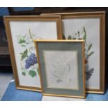 Three Botanic Prints