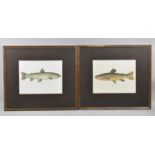 Two Framed Prints, Fish, Each 24x19cm