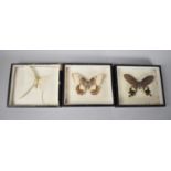 A Collection of Three Cased Specimen Exotic Butterflies form India and Australia