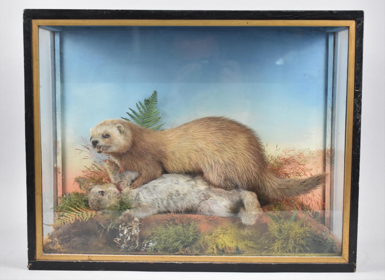 A Late Victorian/Edwardian Cased Taxidermy, Ferret with Rabbit Prey in Naturalistic Setting