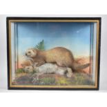 A Late Victorian/Edwardian Cased Taxidermy, Ferret with Rabbit Prey in Naturalistic Setting