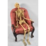 A Composition Skeleton Teaching Aid, Some Condition Issues (Chair not included!)